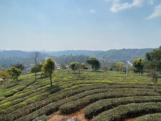 第四届龙润茶节暨皇家贡茶探源之旅