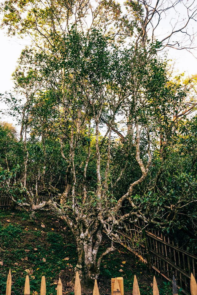 第四届龙润茶节暨皇家贡茶探源之旅