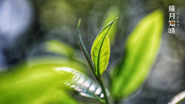 岁月知味高山寨易武茶