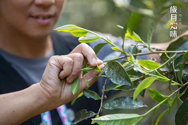 岁月知味高山寨易武茶