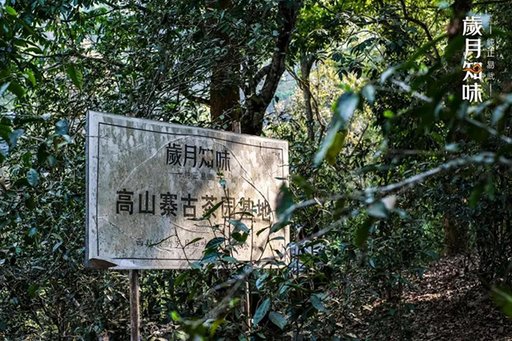 岁月知味高山寨易武茶