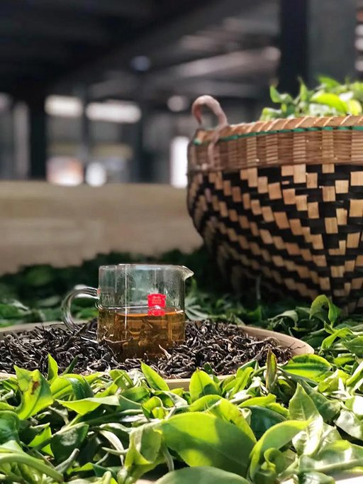 勐海茶厂开收2021年春茶