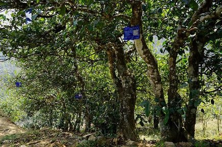 津乔全新冰岛老寨核心区古茶园完成签约