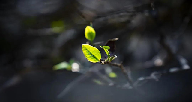 六大茶山2021年春茶季贺开万亩茶园开采