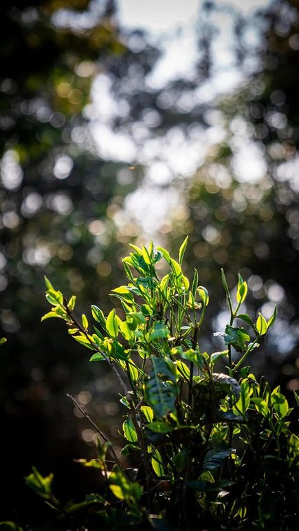 六大茶山2021年春茶季贺开万亩茶园开采