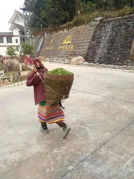 六大茶山2021年春茶季贺开万亩茶园开采