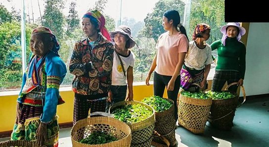六大茶山2021年春茶季贺开万亩茶园开采