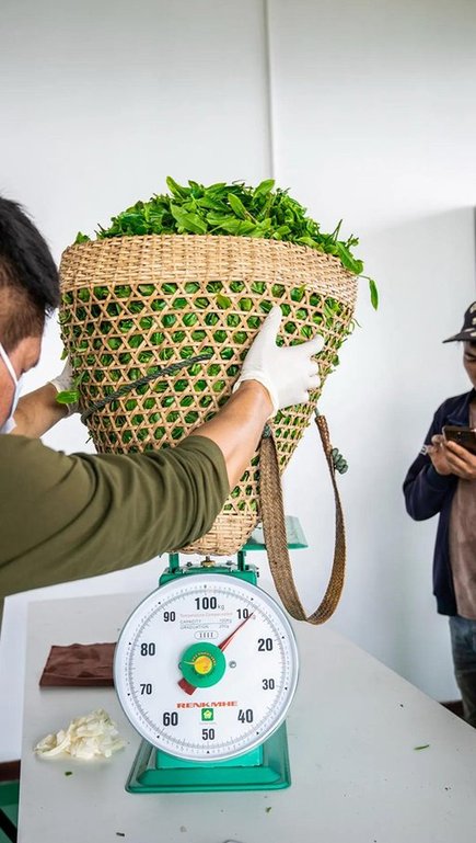六大茶山2021年春茶季贺开万亩茶园开采