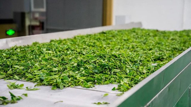 六大茶山2021年春茶季贺开万亩茶园开采