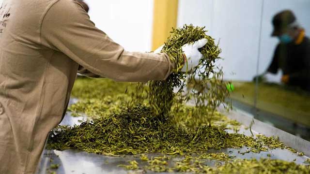 六大茶山2021年春茶季贺开万亩茶园开采