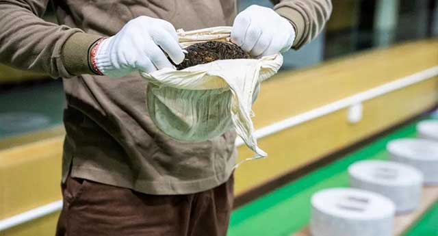 六大茶山2021年春茶季贺开万亩茶园开采