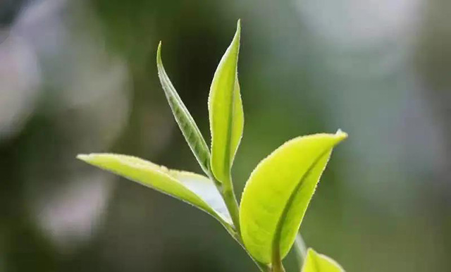 勐库戎氏极少树头采普洱茶