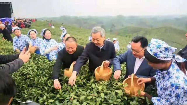 与会嘉宾走进茶园与采茶工一起采茶