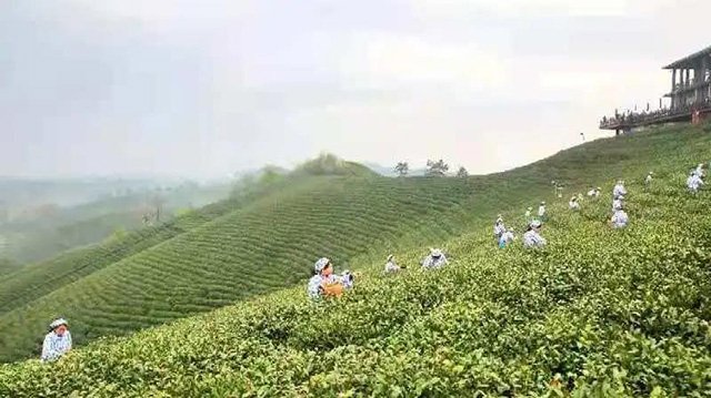 信阳万亩生态茶园