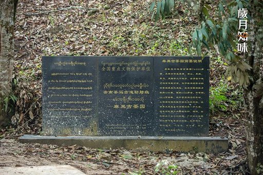 岁月知味麻黑易武茶