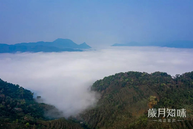 岁月知味云南易武白茶