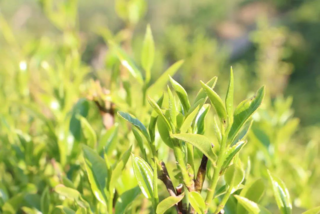 墨江迷帝茶2021年春茶开采情况