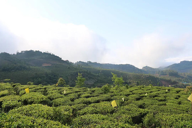 墨江迷帝茶2021年春茶开采情况