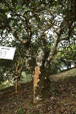 易武麻黑茶山记实