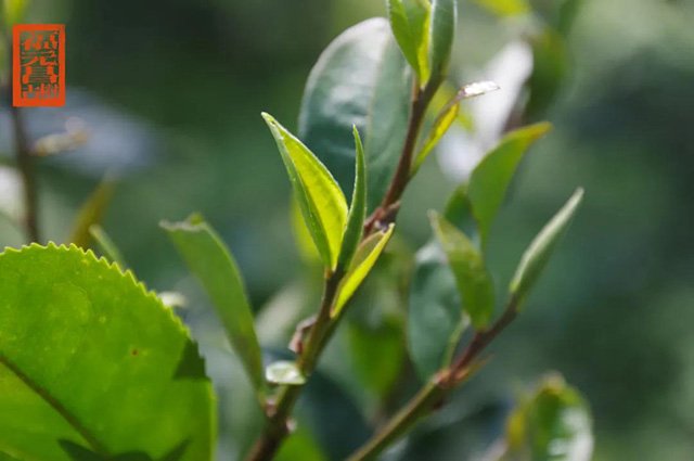 福元昌古树茶王地收藏系列普洱茶