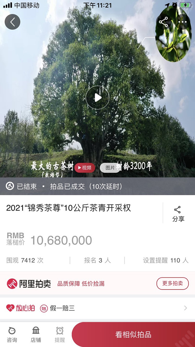 锦秀茶尊茶王树1068万元10公斤茶青