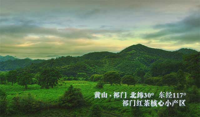 祥源茶 这些祥源茶的“高光时刻”,你都了解吗?