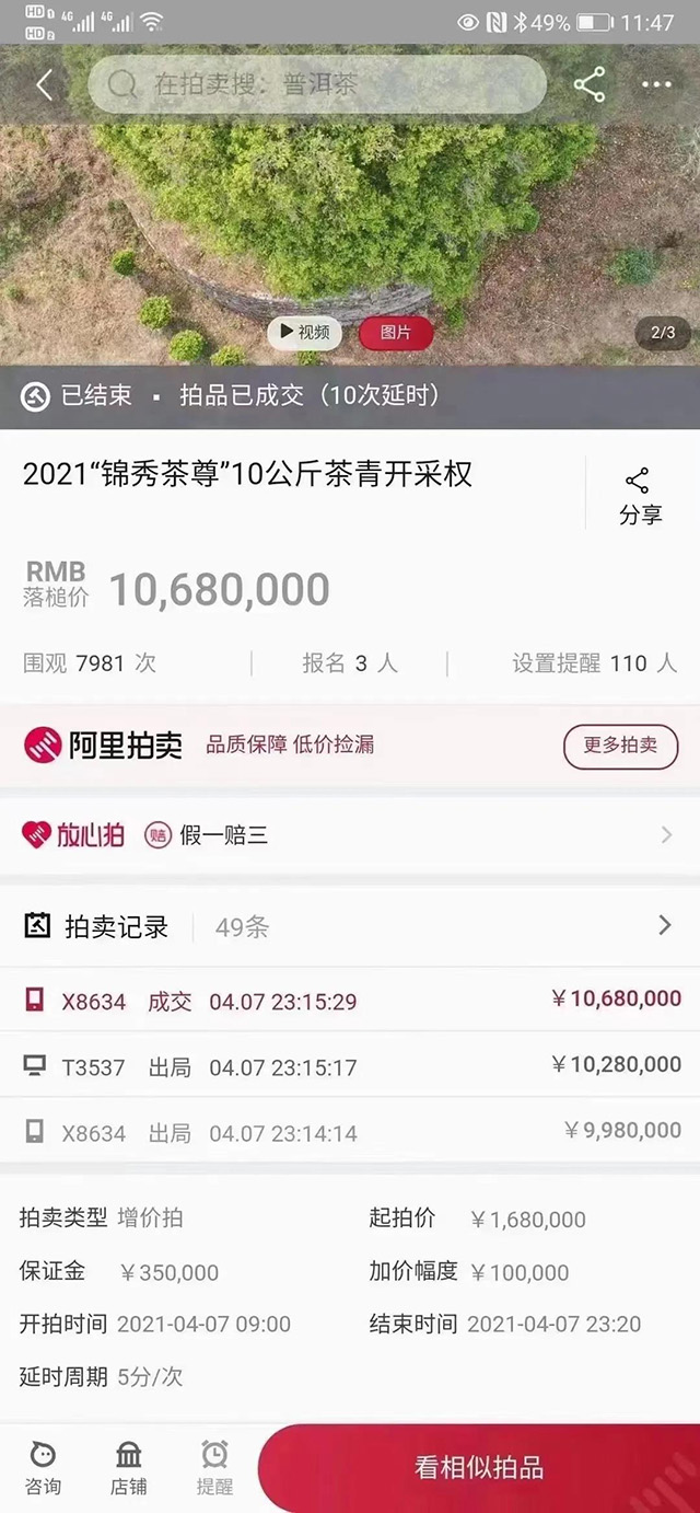 锦秀茶尊茶王树