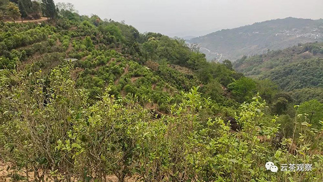 邦东茶园