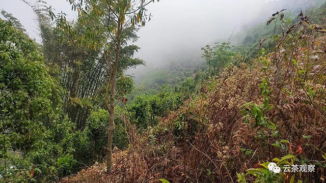 南华村后山的生态茶园
