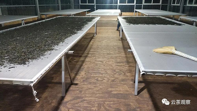 图为云章茶厂在晾晒的晒青毛茶