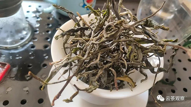 图为勐库东半山小地块大树茶