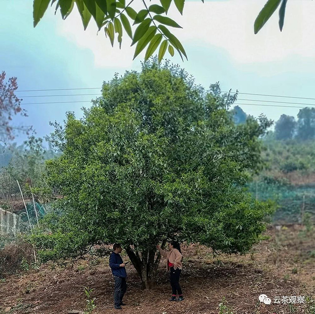 图为南华村后山的生态茶园