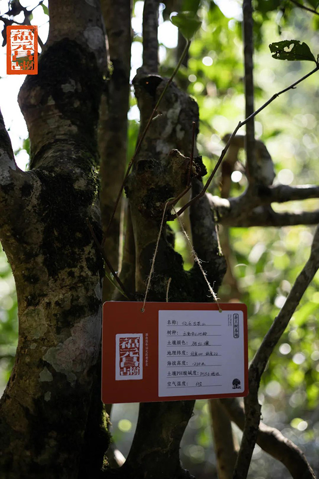 福元昌2021年茶山行