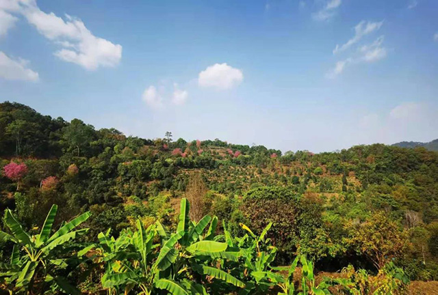 龙润茶茶山行