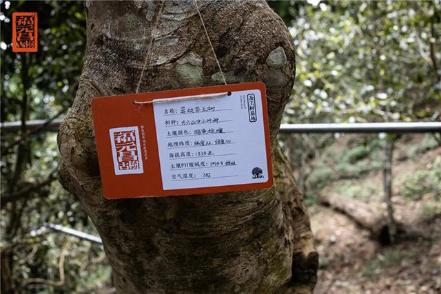 福元昌2021年茶山行