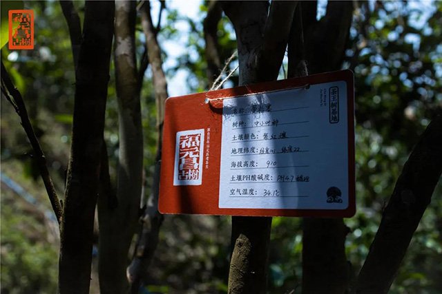 福元昌2021年茶山行