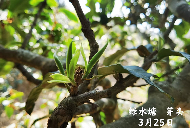 2021年绿水塘普洱茶鲜叶开采