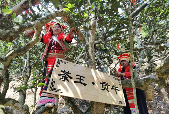 2021年春茶普洱茶鲜叶价格