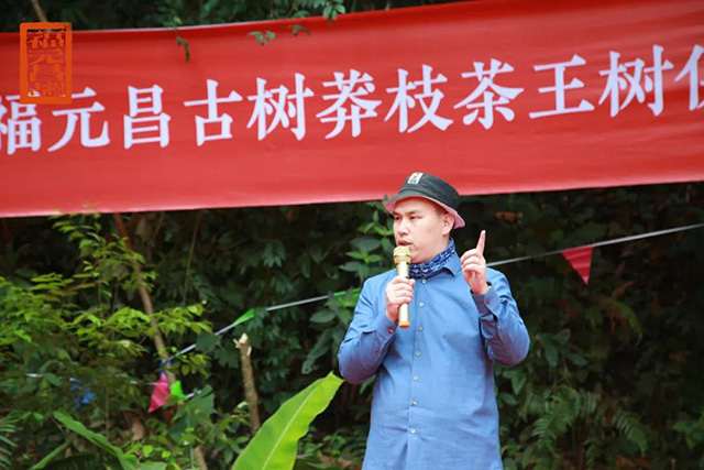 2021年莽枝古茶山茶王树春茶开采