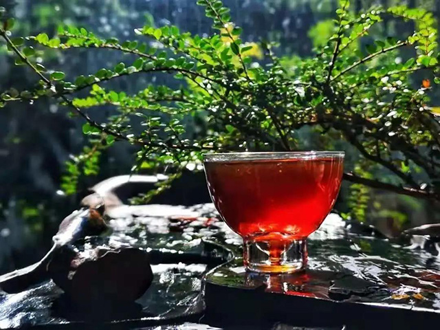 润元昌春意陶然熟茶开汤品鉴