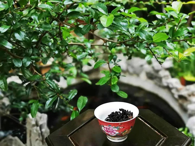 润元昌春意陶然熟茶开汤品鉴
