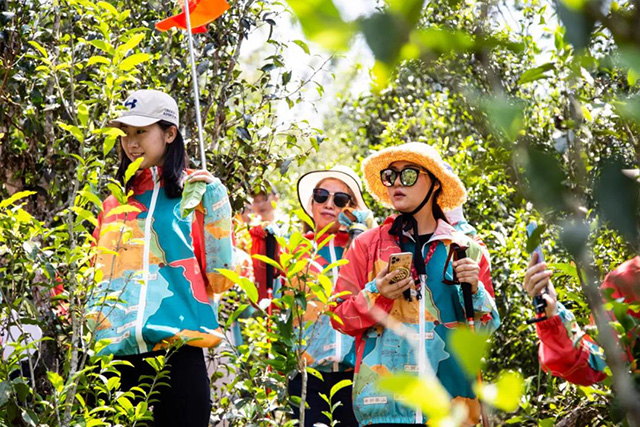 双陈普洱2021年茶山游学之旅