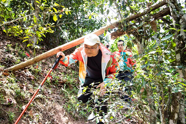 双陈普洱2021年茶山游学之旅