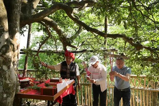 祭拜茶王树