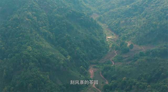 岁月知味易武茶
