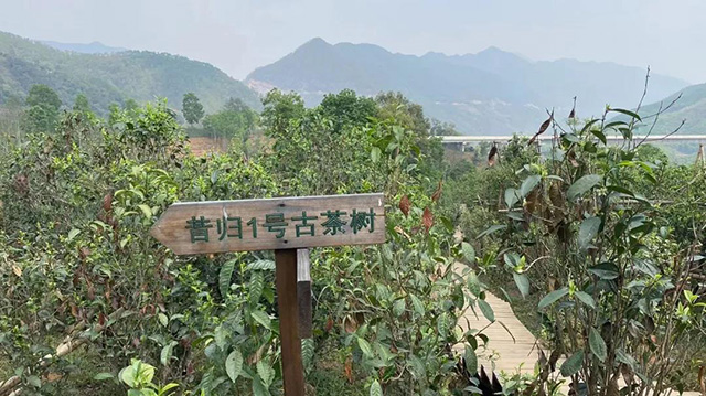 云柯庄园临沧茶山