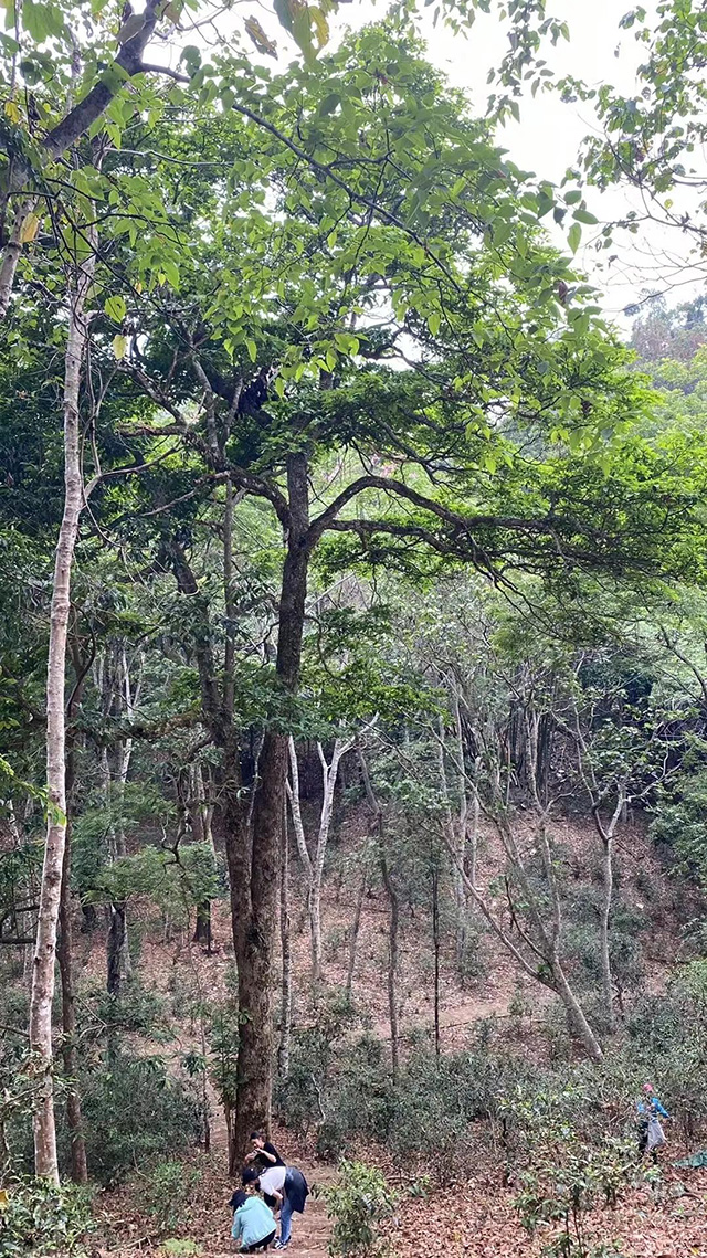 云柯庄园:茶山“醉新闻”普洱篇
