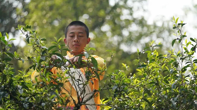 云柯庄园:茶山“醉新闻”普洱篇