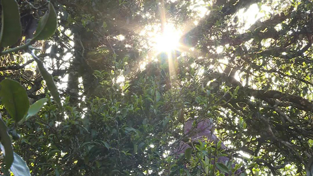 困鹿山细叶皇后古树茶品牌