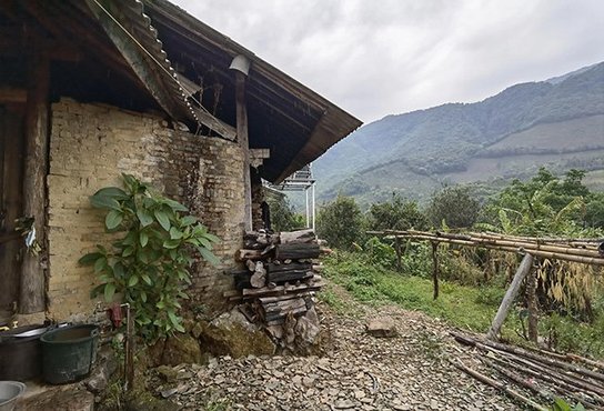 黄草坝古茶山